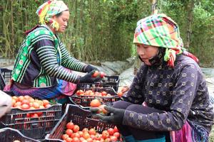 Mù Cang Chải, Yên Bái: Khơi dậy tiềm năng và phát triển toàn diện cho vùng đất giàu bản sắc văn hóa
