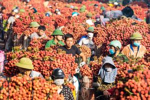 Vải được mùa, mới đầu vụ đơn hàng xuất ngoại đã tăng vọt