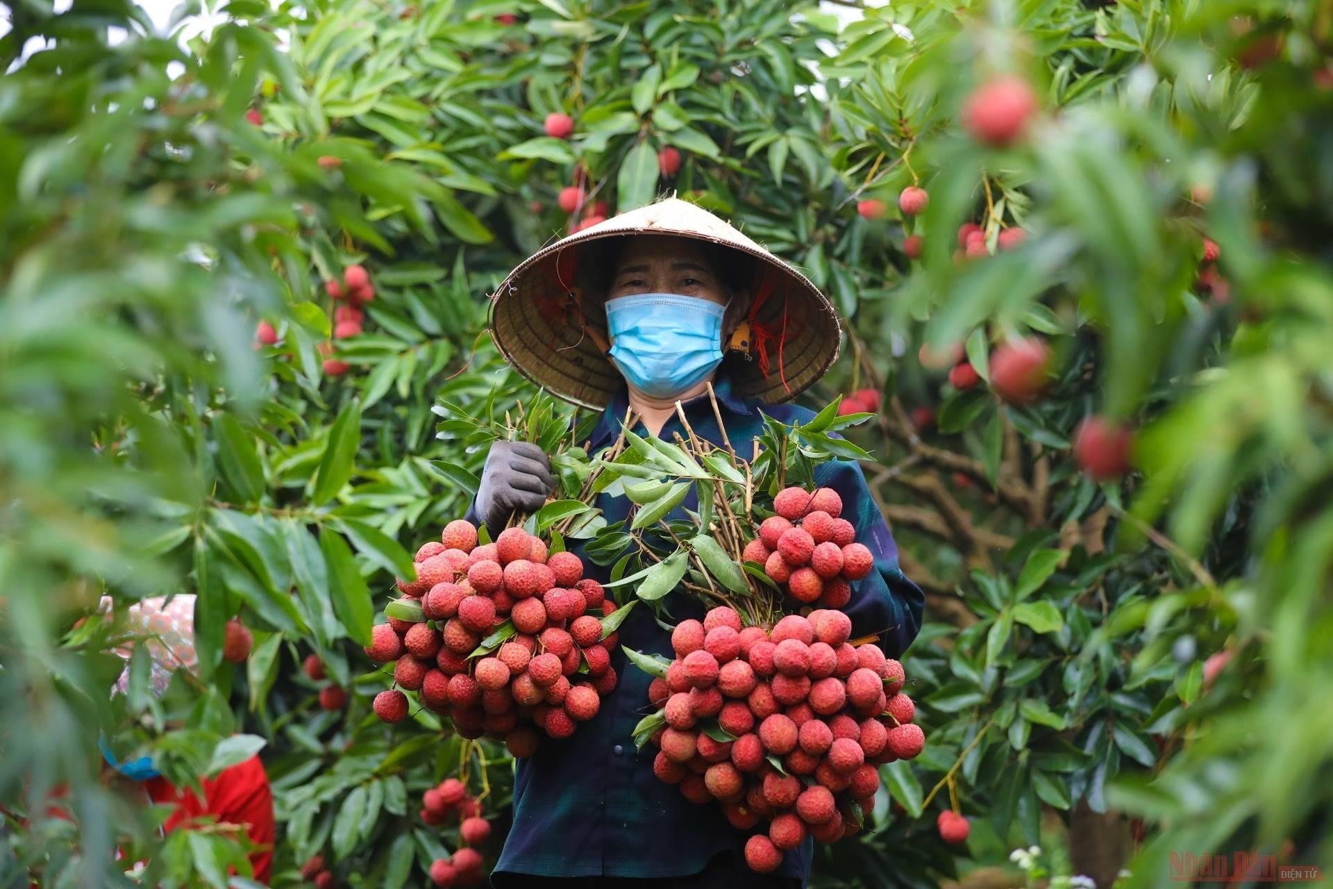 Vải được mùa, mới đầu vụ đơn hàng xuất ngoại đã tăng vọt