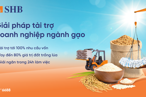 SHB tiếp sức ngành gạo: Tài chính linh hoạt, phát triển bền vững