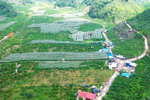 Sơn La thành “thủ phủ” trái cây từ chủ trương trồng cây ăn quả trên đất dốc