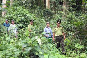 Kiểm lâm Nghệ An thực hiện nghiêm túc các giải pháp phòng ngừa vi phạm tham nhũng