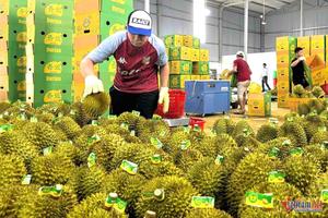 Phó Thủ tướng chỉ đạo một số nhiệm vụ thúc đẩy sản xuất và xuất khẩu sầu riêng bền vững