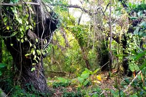 Quảng Trị: Những chứng nhân xanh giữa trùng khơi