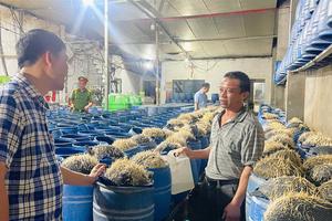 Lào Cai: Triệt phá 2 cơ sở dùng hóa chất độc hại để sản xuất hàng trăm tấn giá đỗ bán ra thị trường