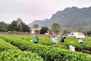 Thị trấn Đình Cả: Tập trung thực hiện các Dự án vay vốn từ Chương trình hỗ trợ việc làm