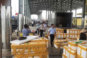 Nghệ An: Xử phạt 22 trường hợp khai thác hải sản bất hợp pháp với số tiền gần 200 triệu đồng