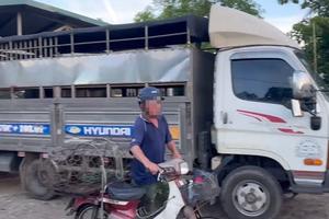 Quảng Trị: Phát hiện vụ vận chuyển 9 con lợn chết không rõ nguồn gốc