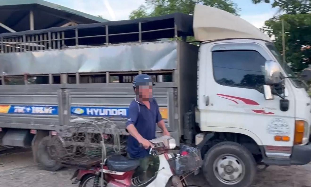 Quảng Trị: Phát hiện vụ vận chuyển 9 con lợn chết không rõ nguồn gốc