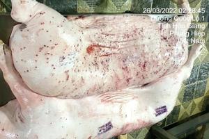 Lợn bệnh vẫn được đóng dấu kiểm dịch, nhân viên trực kiểm soát giết mổ sai quy trình