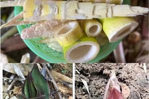 Nhớ mùa măng vầu nở
