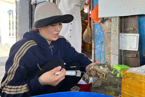 Phú Yên: Bơm tạp chất vào 45 kg tôm hùm chết để bán bị xử phạt 11,5 triệu đồng