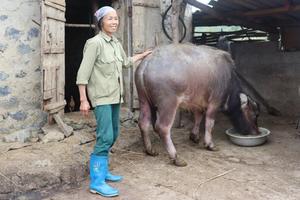 Cao Bằng: Trên 69.000 hộ dân được hỗ trợ phát triển sản xuất liên kết theo chuỗi giá trị