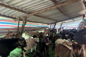 Hiệu quả của tín dụng chính sách xã hội đối với công tác giảm nghèo tại Bắc Kạn