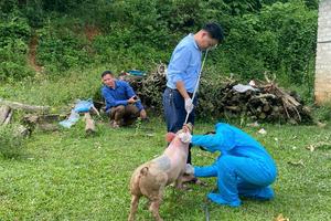 Dịch tả lợn châu Phi bùng phát ở nhiều nơi tại Lạng Sơn