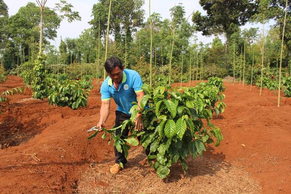 Đắk Lắk kiểm tra việc thực hiện đề án phát triển kinh tế - xã hội Tây Nguyên