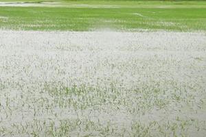 Hỗ trợ khẩn cấp 130 tấn hạt giống lúa cho Quảng Trị do ảnh hưởng của bão số 1