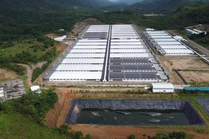 Thanh Hoá: Chỉ đạo khẩn trương kiểm tra trang trại lợn phát tán mùi hôi thối