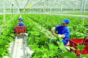 Bổ sung chính sách tín dụng phục vụ phát triển nông nghiệp, nông thôn