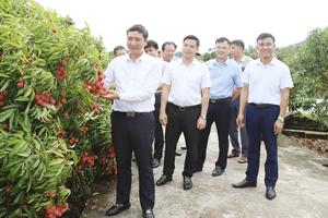 2 huyện, thị xã tại Bắc Giang thu hoạch hơn 25 nghìn tấn Vải Thiều