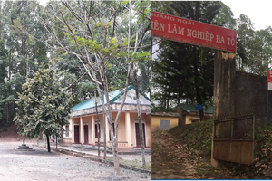 Quảng Ngãi (cũ): Trũng Kè I ổn định sau tranh chấp đất rừng