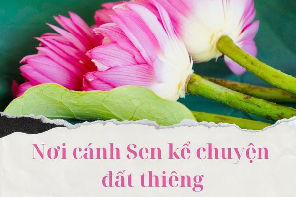 Nơi cánh sen kể chuyện đất thiêng