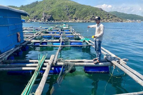Bắt 4 "siêu trộm" tôm hùm, chiếm đoạt hàng trăm triệu đồng