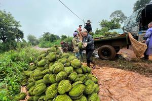 Nông dân trồng sầu riêng ở Đắk Lắk "đứng ngồi không yên" vì trái sượng, giá lao dốc