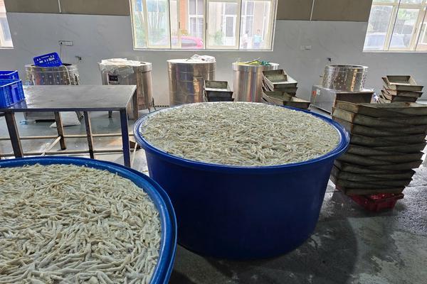 Thanh Hóa: Làm rõ 13 tấn chân gà ngâm hóa chất tẩy trắng nằm ở kho đông lạnh
