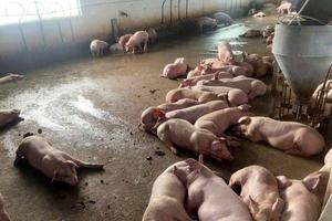 Nghệ An: Thành lập các đoàn kiểm tra để đôn đốc và hướng dẫn phòng, chống dịch bệnh