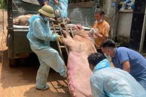 Phú Thọ triển khai nhiều biện pháp phòng, chống dịch tả lợn châu Phi