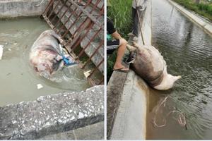 Thanh Hoá: Tăng cường kiểm tra, giám sát ngăn chặn vứt xác động vật chết trên các kênh