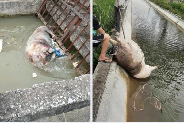 Thanh Hoá: Tăng cường kiểm tra, giám sát ngăn chặn vứt xác động vật chết trên các kênh