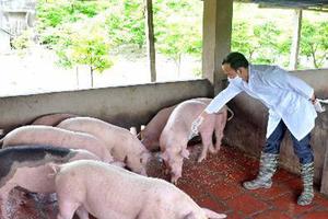 Triển khai quyết liệt, đồng bộ các giải pháp phòng, chống bệnh Dịch tả lợn Châu Phi