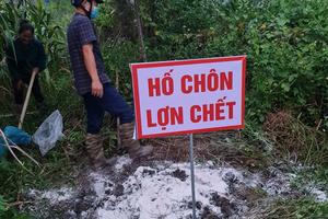 Thanh Hoá: Tiêu huỷ gần 10 tấn lợn bị bệnh dịch tả Châu Phi