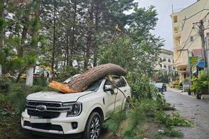 Lâm Đồng: Gió mạnh khiến thông ngã đổ đè lên 2 xe ô tô