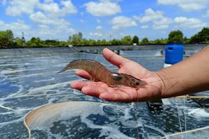 Cà Mau: Làm thế nào để phát triển sản xuất đột phá ngành hàng tôm?