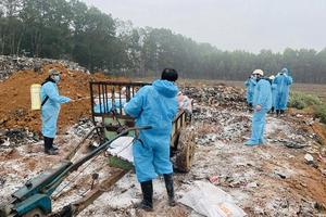 Thanh Hoá: Tiêu huỷ gần 7 nghìn con lợn ở 61 xã, phường bị dịch tả lợn Châu phi