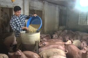 Thanh Hóa: Quyết liệt khống chế dịch tả lợn Châu Phi