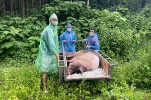 Nghệ An: Dịch tả lợn châu Phi bùng phát mạnh khiến nhiều xã tiêu hủy hàng nghìn con lợn