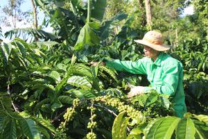 Quy hoạch liên vùng - chìa khóa cho nông thôn mới Đắk Lắk sau sáp nhập