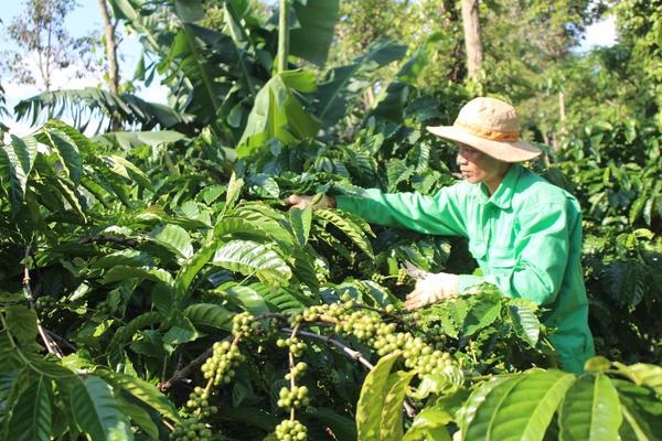 Quy hoạch liên vùng - chìa khóa cho nông thôn mới Đắk Lắk sau sáp nhập