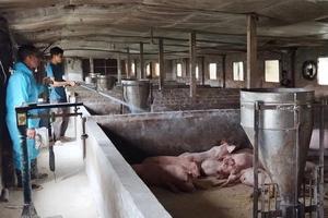 Dịch tả lợn châu Phi đã xảy ra tại 23 xã của Hà Nội