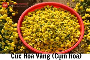 Thanh Hóa: Thu hồi dược liệu cúc hoa vàng không đạt tiêu chuẩn