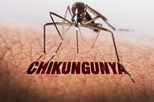 Sở Y tế TP Hồ Chí Minh chính thức yêu cầu giám sát về bệnh Chikungunya