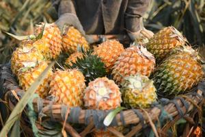 Trái dứa đứng trước cơ hội vàng, hướng tới mục tiêu tỷ USD