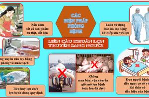 TP Huế: Tăng cường phòng, chống bệnh liên cầu lợn ở người, khuyến cáo người dân sử dụng thịt lợn an toàn