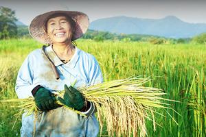 Agribank tích cực giải ngân cho Đề án 1 triệu héc-ta lúa chất lượng cao, xây dựng nền nông nghiệp bền vững