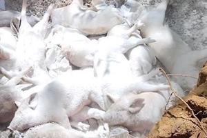 Quảng Ngãi: Tích cực triển khai các biện pháp phòng chống dịch tả lợn châu Phi