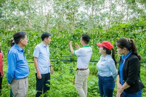 Giải pháp nào để chanh leo Việt Nam vươn tầm “tỷ đô”?